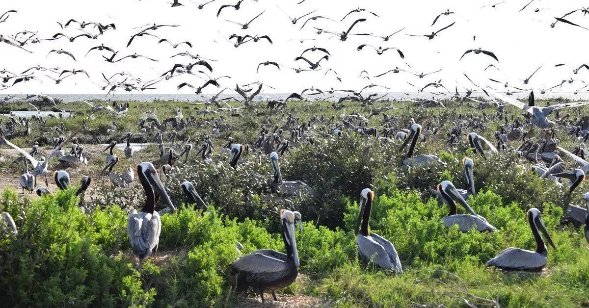 Pelicans inhabiting Queen Bess Island in Louisiana