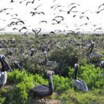 Pelicans inhabiting Queen Bess Island in Louisiana