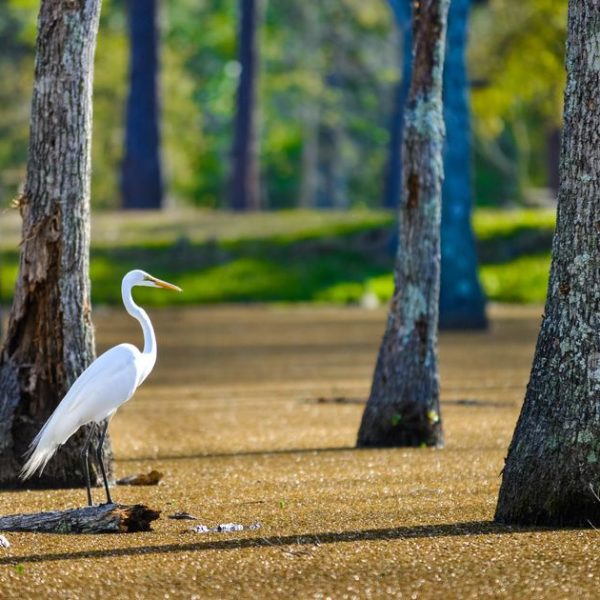 Can You Build On Wetlands Your Guide For 2023 Can you build on wetlands your guide for 2023
