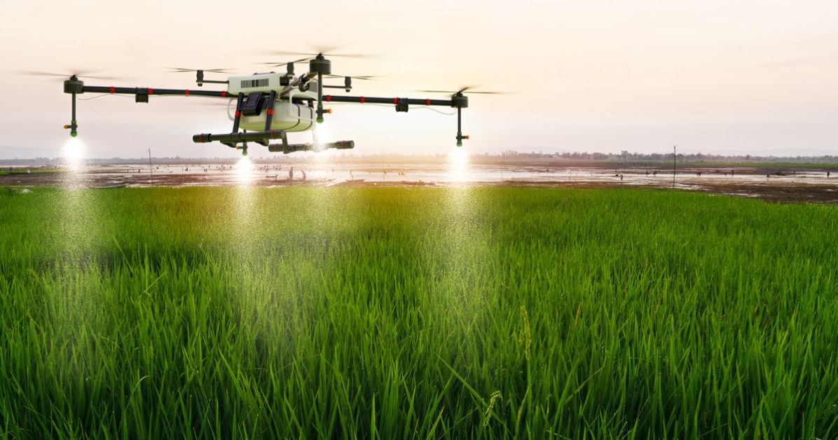 Drone Flying Over Rice Field Spraying Fertilizer