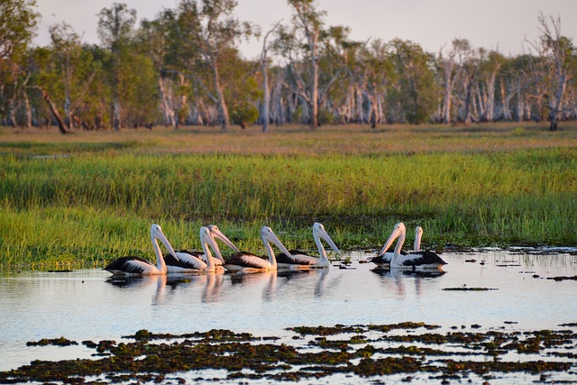 pelicans in wetlands
